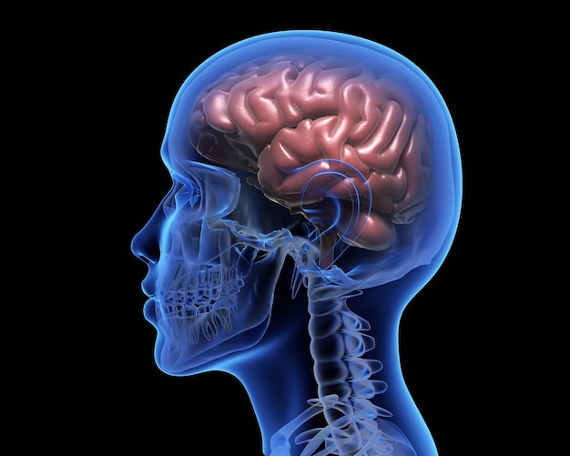 Il cervello umano