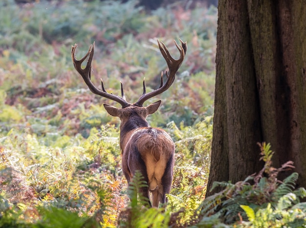 Il cervo del parco di Richmond