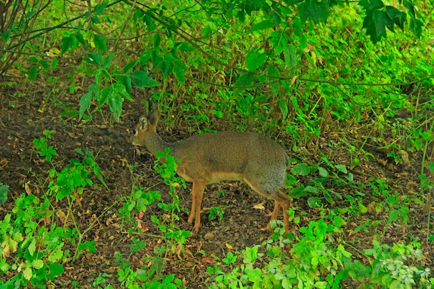 Il cervo di Java si nasconde nel cespuglio Tragulus javanicus nella foresta Animali selvatici Cervo di Java nel bosco