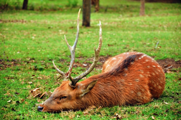 Il cervo di Sika