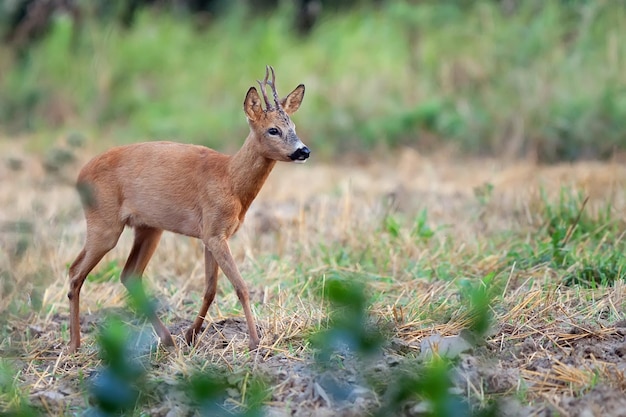 Il cervo in natura