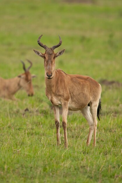 Il cervo in piedi sul campo