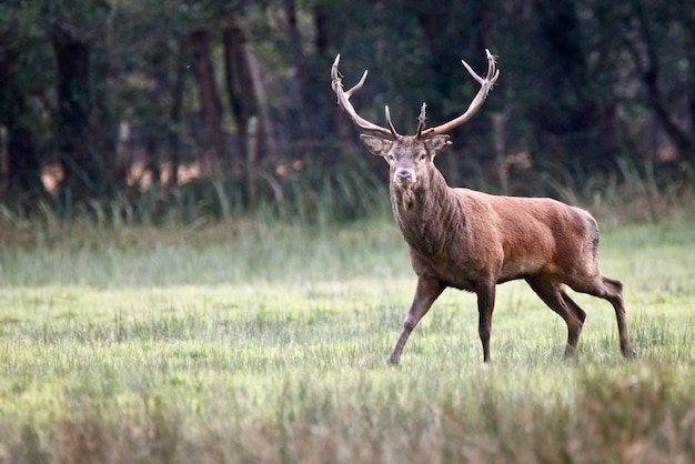Il cervo in piedi sul campo
