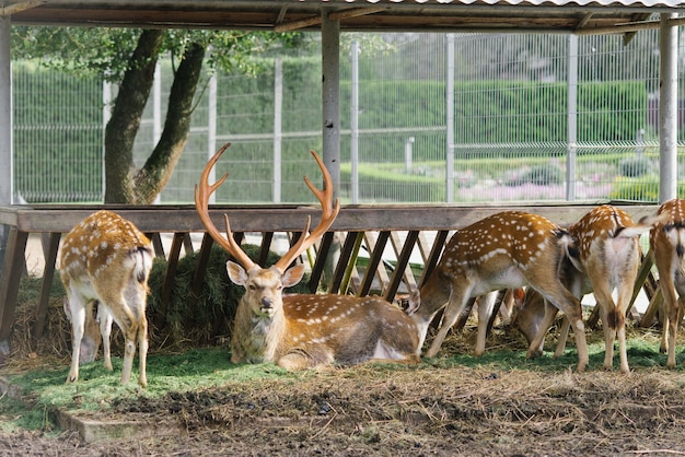 Il cervo maschio con le corna giace circondato da altri cervi in uno zoo o in un angolo dello zoo