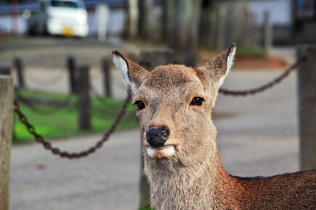 Il cervo nel Parco di Nara in Giappone