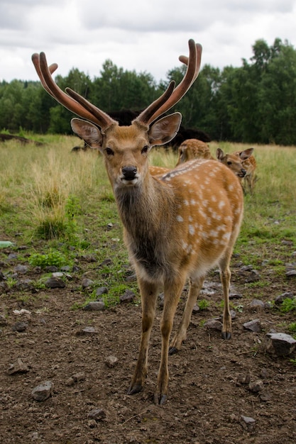 Il cervo Sika cammina nella riserva in estate Turismo in Russia Viaggio nella natura