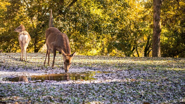 Il cervo sta bevendo acqua su una pozzanghera con fiori di ciliegio rosa della foresta nel parco giapponese di Nara. Sika cervus nippon alla stagione primaverile con albero di sakura in fiore. Attrazione turistica del Giappone.