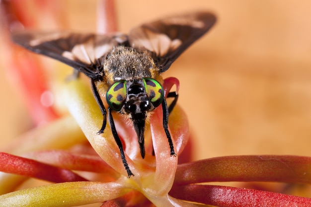 Il cervo vola con grandi occhi maculati bellissimi beautiful