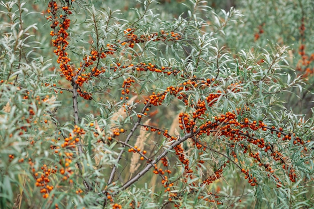Il cespuglio verde delle bacche arancio succose dell'olivello spinoso si chiude su. Bacche sul ramo con copia spazio.
