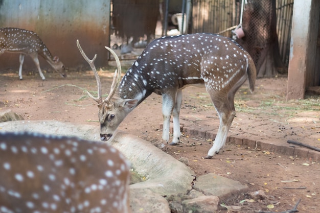 Il chital o cheetal anche conosciuto come cervo macchiato o cervo dell'asse che vive nello zoo della Tailandia