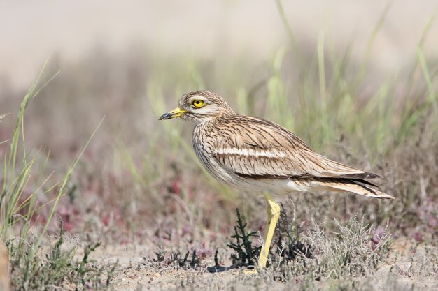 Il chiurlo di pietra si trova a terra in habitat naturale