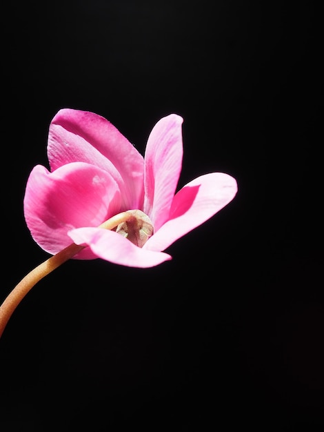 Il ciclamino o violetta alpina è un genere di piante della sottofamiglia Myrsinoideae della famiglia Primulaceae Ciclamino rosa su sfondo nero Spazio di copia Invito a cartolina o congratulazioni