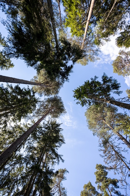 Il cielo con le cime degli alberi Vista dal livello del suolo Bella natura Cielo azzurro con nuvole