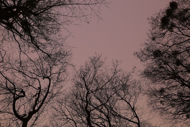 Il cielo nella foresta invernale di notte