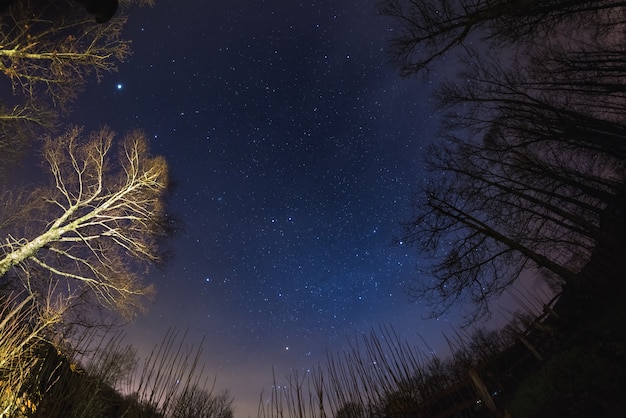 Il cielo stellato dai boschi