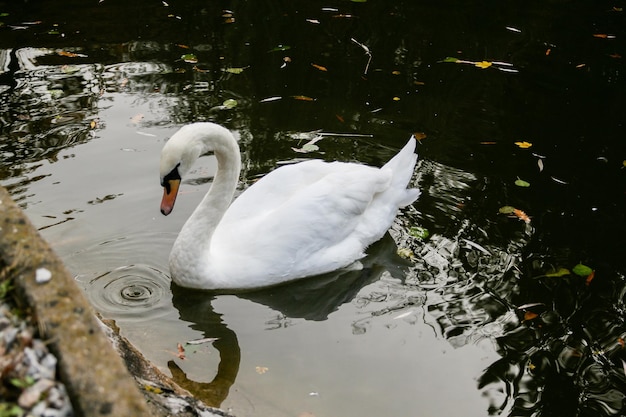 Il cigno beve l'acqua i becchi gocciolano dal becco