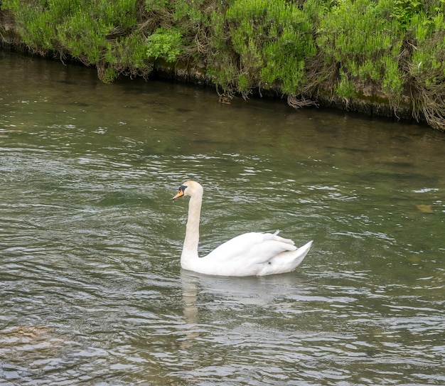 Il cigno bianco adulto nuota nel fiume in Inghilterra