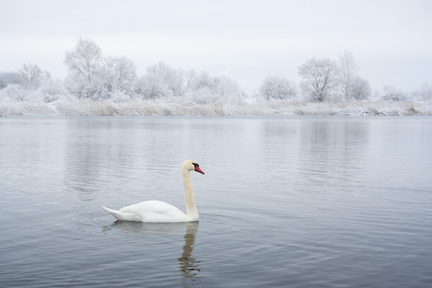 Il cigno bianco da solo nuota nell'acqua del lago d'inverno all'alba