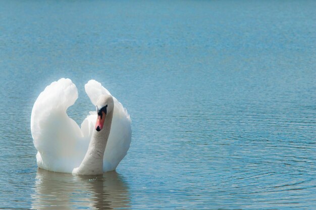 Il cigno bianco da vicino nuota nel lago Carta da parati o cartolina