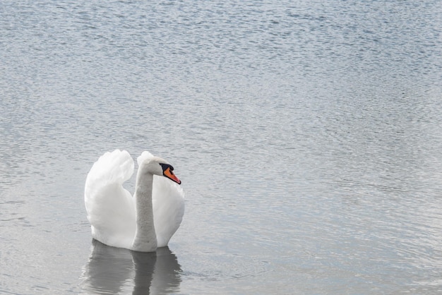 Il cigno bianco da vicino nuota nel lago Carta da parati o cartolina