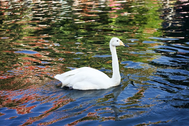 Il cigno bianco era felice di nuotare nel canale nero dell'onda di riflessione