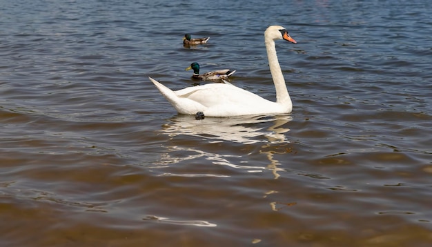 il cigno bianco galleggiante sul fiume in tempo soleggiato i cigni bianchi fischiando in estate sul lago