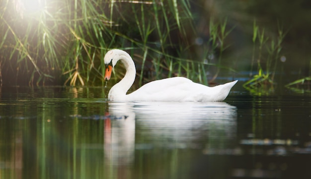 Il cigno bianco nuota al tramonto, raggi di sole e riflessi, uccelli acquatici, animali selvatici