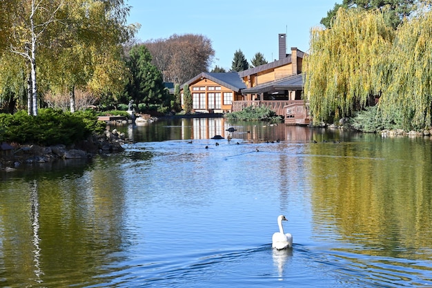 Il cigno bianco nuota lentamente sul lago