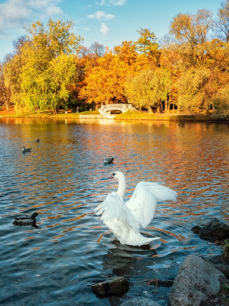 Il cigno bianco sbatte le ali in un parco d'autunno