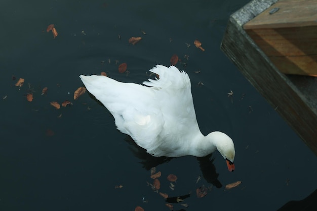 Il cigno bianco solitario nuota nel lago