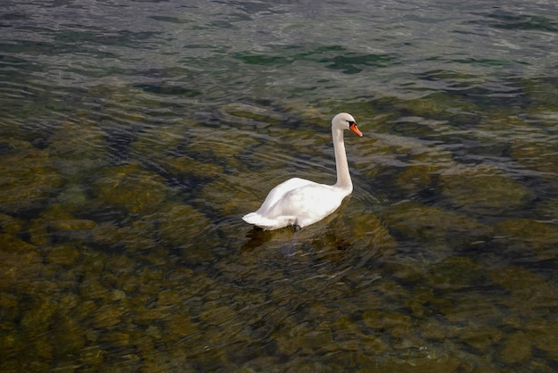 Il cigno bianco sta nuotando nel fiume