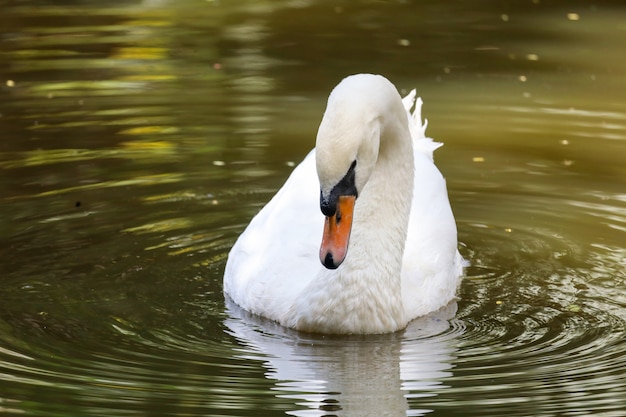 Il cigno bianco sta nuotando sul fiume