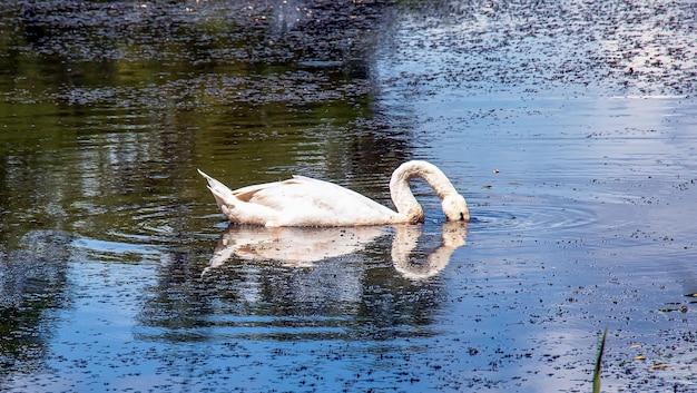 Il cigno bianco sul fiume I riflessi sulla superficie dell'acqua