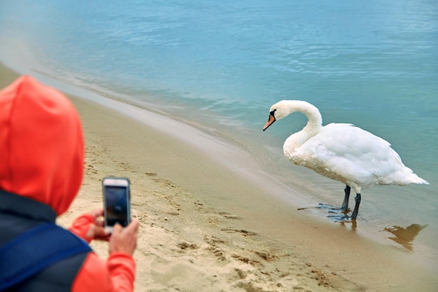 Il cigno bianco vicino all'acqua posa per una giovane donna che filma su uno smartphone