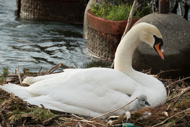 Il cigno con il suo cucciolo