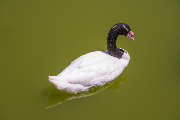 Il cigno dal collo nero o Cygnus melancoryphus, noto anche come cigno dal collo nero, ha la testa nera e il collo bianco