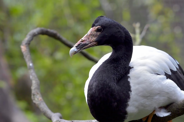 Il cigno dal collo nero si è appollaiato su un albero