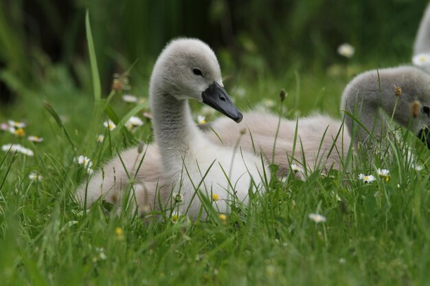 Il cigno in un campo