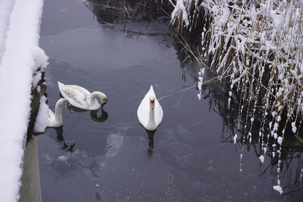 Il cigno nuota nell'acqua del lago d'inverno Alberi innevati gelidi