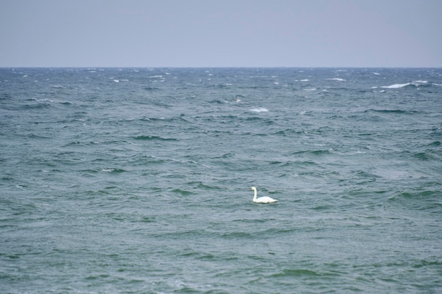 Il cigno solitario galleggia sulle onde del Mar Baltico