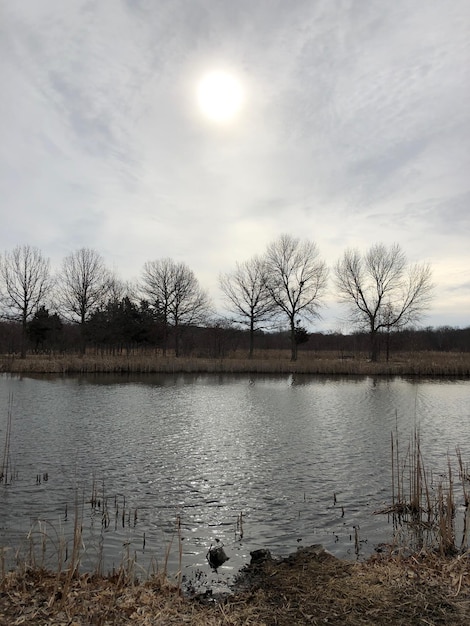 Il cigno sul lago contro il cielo