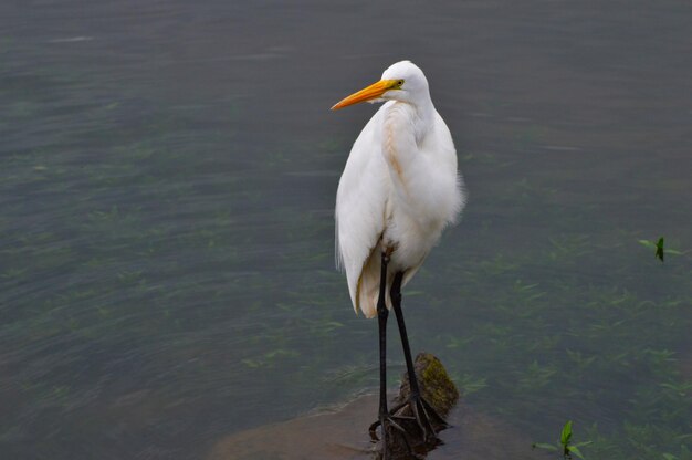 Il cigno sul lago