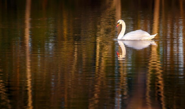 Il cigno sullo stagno