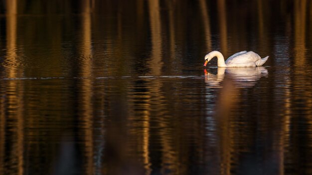 Il cigno sullo stagno