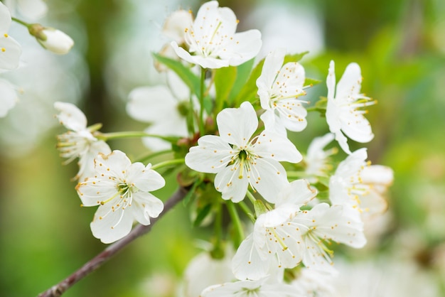 Il ciliegio bianco fiorisce su un ramo nel giardino