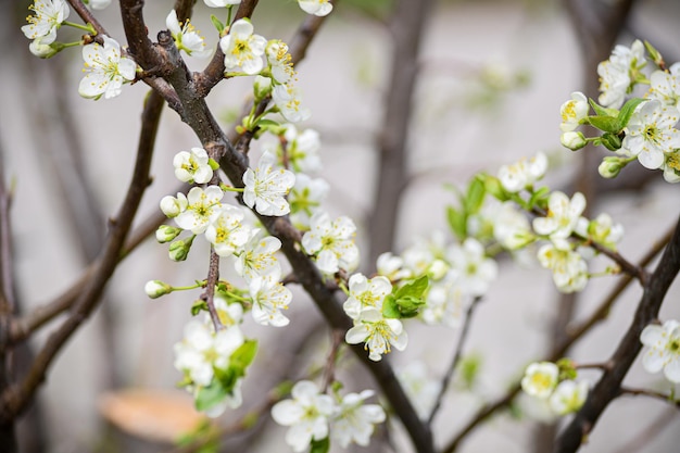 Il ciliegio è sbocciato Bellissimi fiori di ciliegio primaverili in giardino Giardinaggio