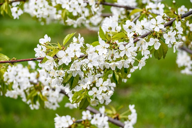 Il ciliegio è sbocciato Bellissimi fiori di ciliegio primaverili in giardino Giardinaggio