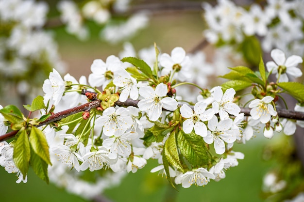 Il ciliegio è sbocciato Bellissimi fiori di ciliegio primaverili in giardino Giardinaggio