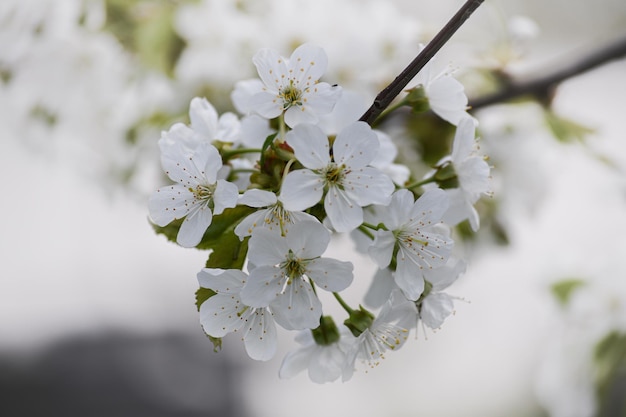 Il ciliegio è sbocciato Bellissimi fiori di ciliegio primaverili in giardino Giardinaggio