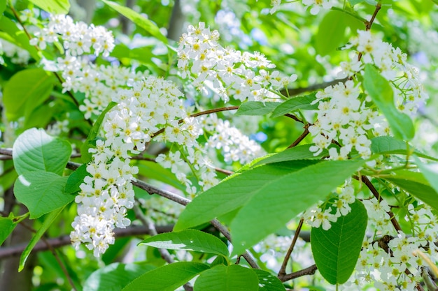 Il ciliegio in fiore (Prunus padus, hagberry, mayday tree) diffonde l'aroma fragrante. Il bagolaro in piena fioritura alla luce del sole. Primo piano del ciliegio dell'uccello dei fiori. La primavera.